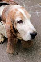 Old male basset photo