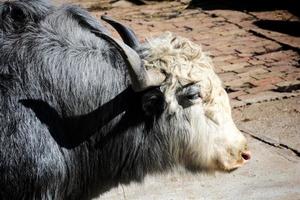 Scottish cow  in zoo photo