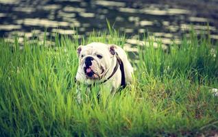 English bulldog playing in the water photo