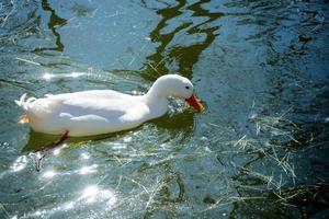 White female duck photo