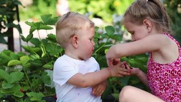 irmão e irmã colheita morangos em uma Fazenda fruta campo em uma ensolarado verão dia. crianças comer morangos em seus próprio baga plantação. video