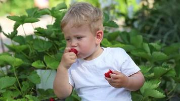 weinig jongen eet rood aardbeien zittend in de tuin. video