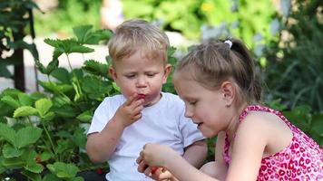 Brother and sister picking strawberries on a farm fruit field on a sunny summer day. Children eat strawberries on their own berry plantation. video