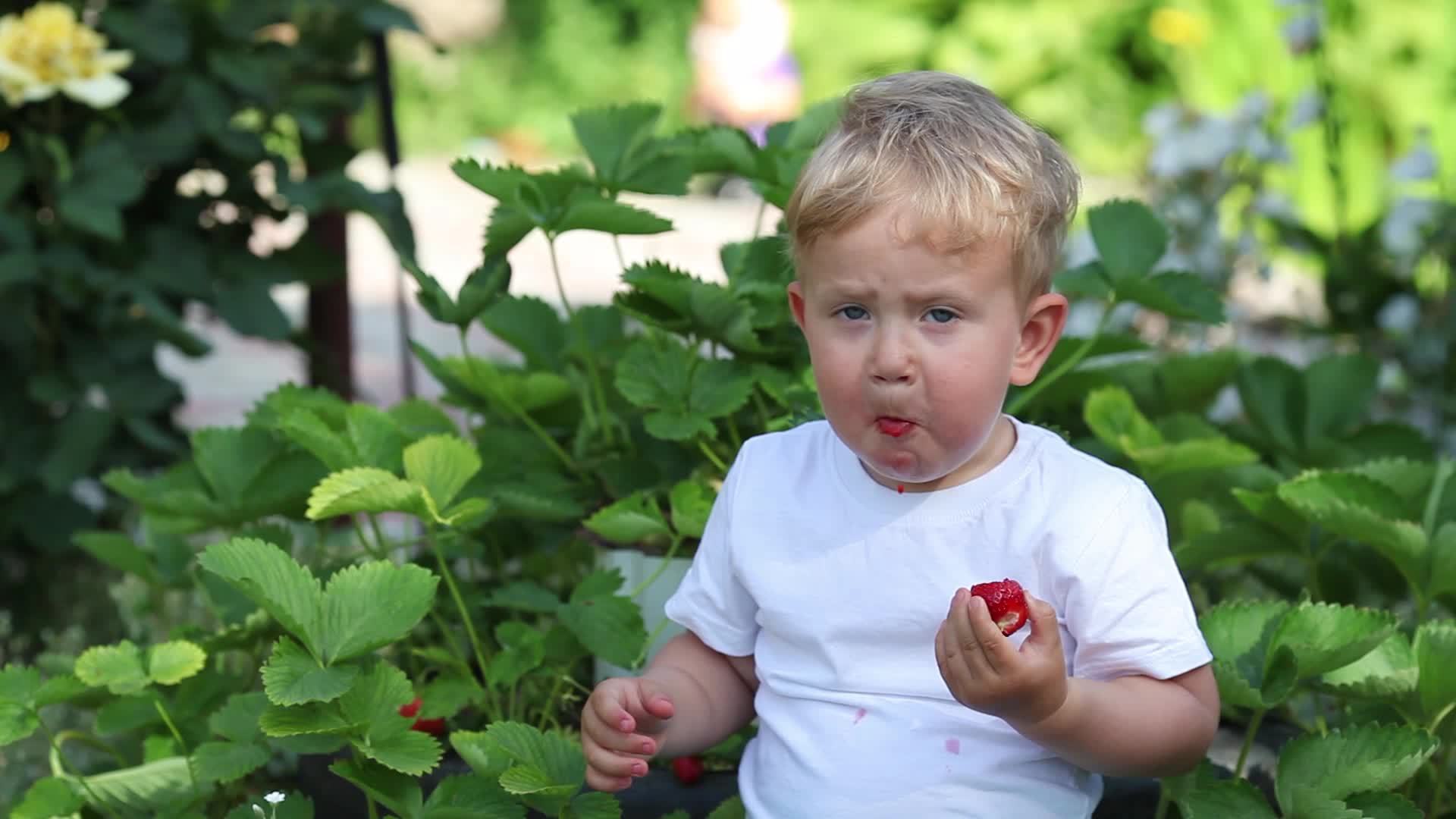 Little boy eats red strawberries sitting in the garden. 23097101 Stock