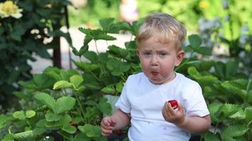 weinig jongen eet rood aardbeien zittend in de tuin. video