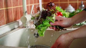 lento movimiento de cerca ama de casa manos Lavado verduras y ensalada hojas desde suciedad debajo salpicaduras corriendo agua en el hundir. Cocinando sano ensalada con maduro Fresco orgánico crudo vegetales en el cocina video