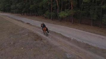 Woman riding horse by gallop video