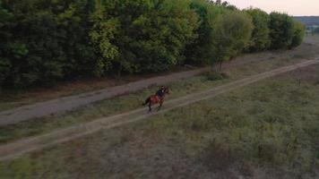 Frau Reiten Pferd durch Galopp video