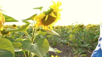 Sunflower field at sunset. Funny concept - sunflower dressed in a female hat. Agriculture. Harvesting video