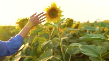 Woman in a blue dress and hat sniffs and examines a sunflower in the field at sunset. Agriculture. Harvesting video