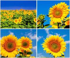 Sunflowers on the fild photo