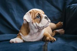 English bulldog puppy photo