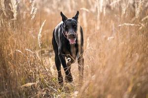 Doberman playing outdoor photo