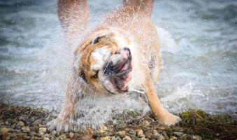 English bulldog playing in the water photo
