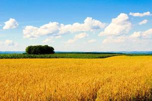 Field and clouds photo