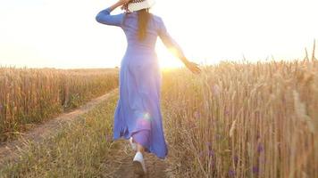 kvinna hand rörande vete på de fält i en solnedgång ljus video