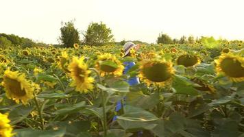 mulher dentro uma azul vestir e chapéu cheira e examina uma girassol dentro a campo às pôr do sol. agricultura. colheita video