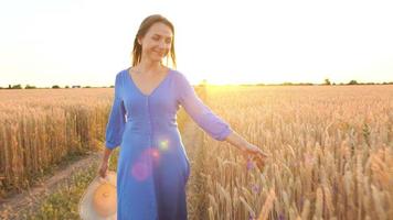 Female hand touching wheat on the field in a sunset light video