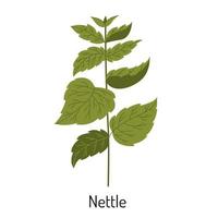 Vector illustration of nettle grass or mint in a flat style isolated on a white background. Medical herbs and medicinal plants.