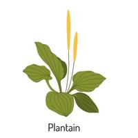 vector ilustración de plátano césped en un plano estilo aislado en un blanco antecedentes. médico hierbas y medicinal plantas.