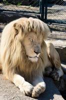 Sleepy lion in zoo photo