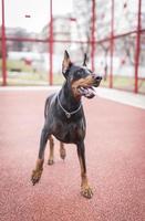 Doberman playing outdoor photo