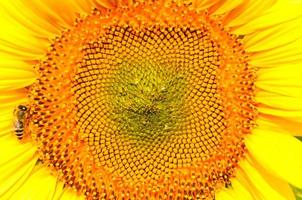 campo de girasol foto