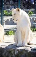 Lions in the zoo photo