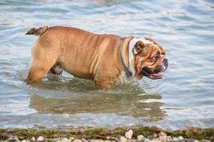 Playful English Bulldog photo