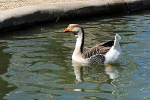 Swimming duck  in zoo photo