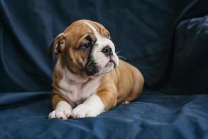 English bulldog puppy photo