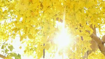 Jaune fleurs dans plein Floraison video