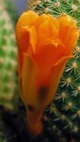 video de lapso de tiempo vertical de flor de cactus floreciente.