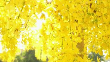 amarelo flores dentro cheio flor video