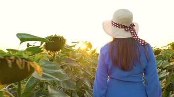 mulher dentro uma azul vestir e chapéu cheira e examina uma girassol dentro a campo às pôr do sol. agricultura. colheita video