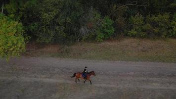 Woman riding horse by gallop video