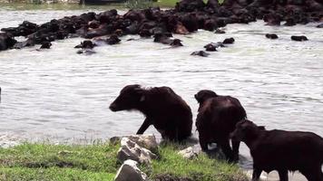 agua búfalos son cruce un amplio río video