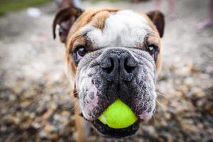 Playful English Bulldog photo