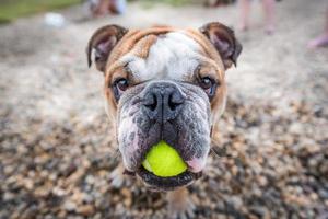 Playful English Bulldog photo