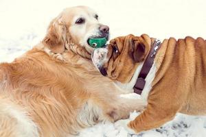 Dog playing in the snow photo