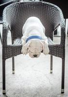 Cute english bulldog photo