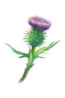Hand drawn illustration of a thistle flower. Burdock drawn with colored pencils isolated on white. Vector botanical illustration.