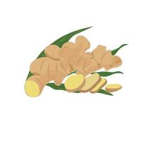 Ginger vector illustration. Cartoon style. Flat vector isolated on white background. Chopped ginger, ginger slice, ginger leaf.