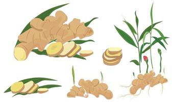 Ginger vector set illustration isolated on white background. Ginger flat vector in cartoon style. Ginger set, slices, plant, root, sprouts, flower, leaf, whole ginger plant.