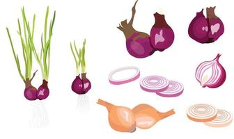 Shallot vector set, shallot bulb, shallot slice, chopped shallot, root, leaf. Flat vector isolated on white background.