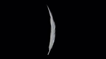 White fluffy feather spinning loop with alpha channel video