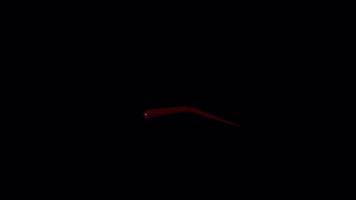 isolated red blood dropping with alpha channel video