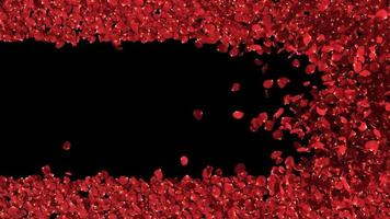 Red rose petals blowing transition reveal on alpha background video