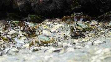 Crab on the rock at the beach, rolling waves, close up video