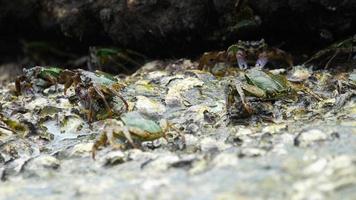 granchio sulla roccia in spiaggia, onde che si infrangono, primo piano video